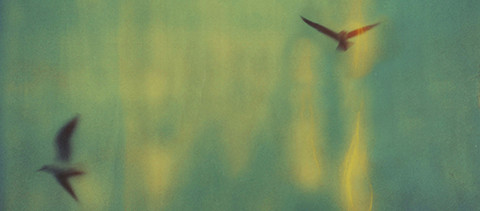 Seagulls (@) Fernanda Montoro